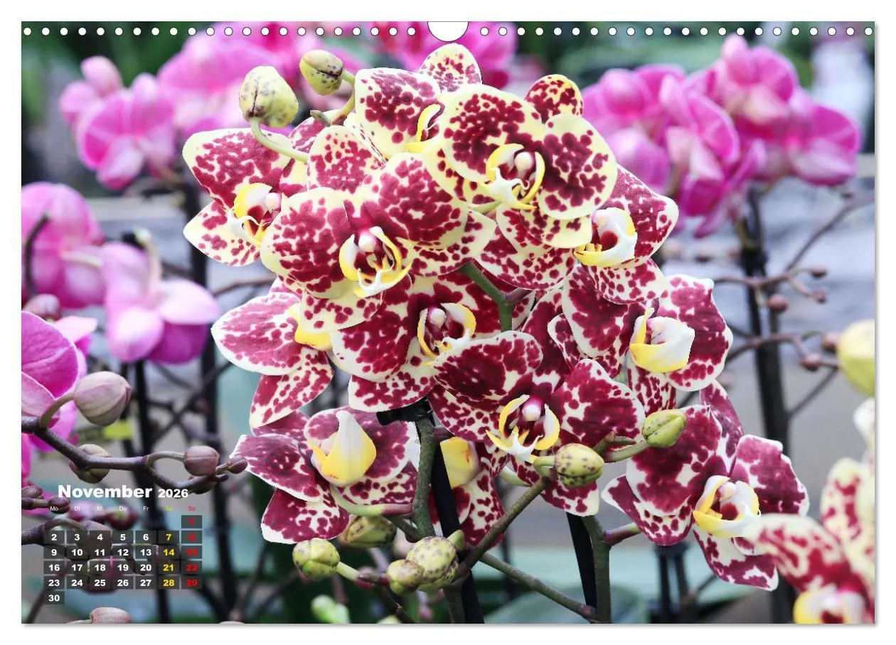 Bild: 9783457461150 | Prächtige Orchideen (Wandkalender 2026 DIN A3 quer), CALVENDO...