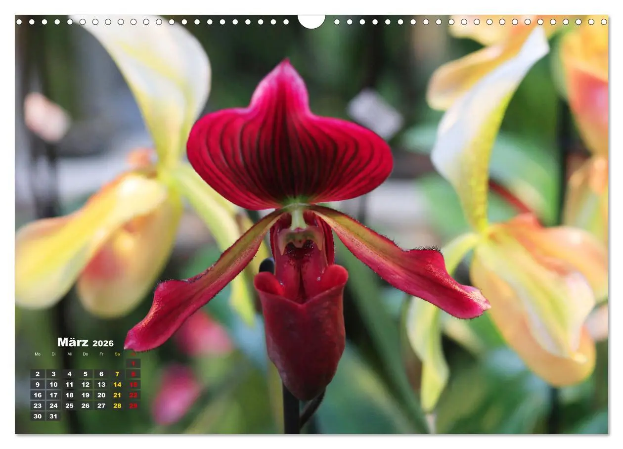 Bild: 9783457461150 | Prächtige Orchideen (Wandkalender 2026 DIN A3 quer), CALVENDO...