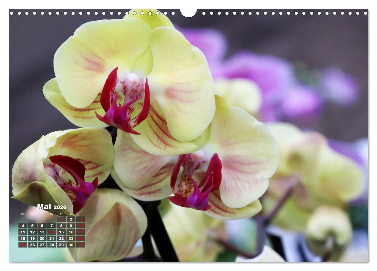 Bild: 9783457461150 | Prächtige Orchideen (Wandkalender 2026 DIN A3 quer), CALVENDO...