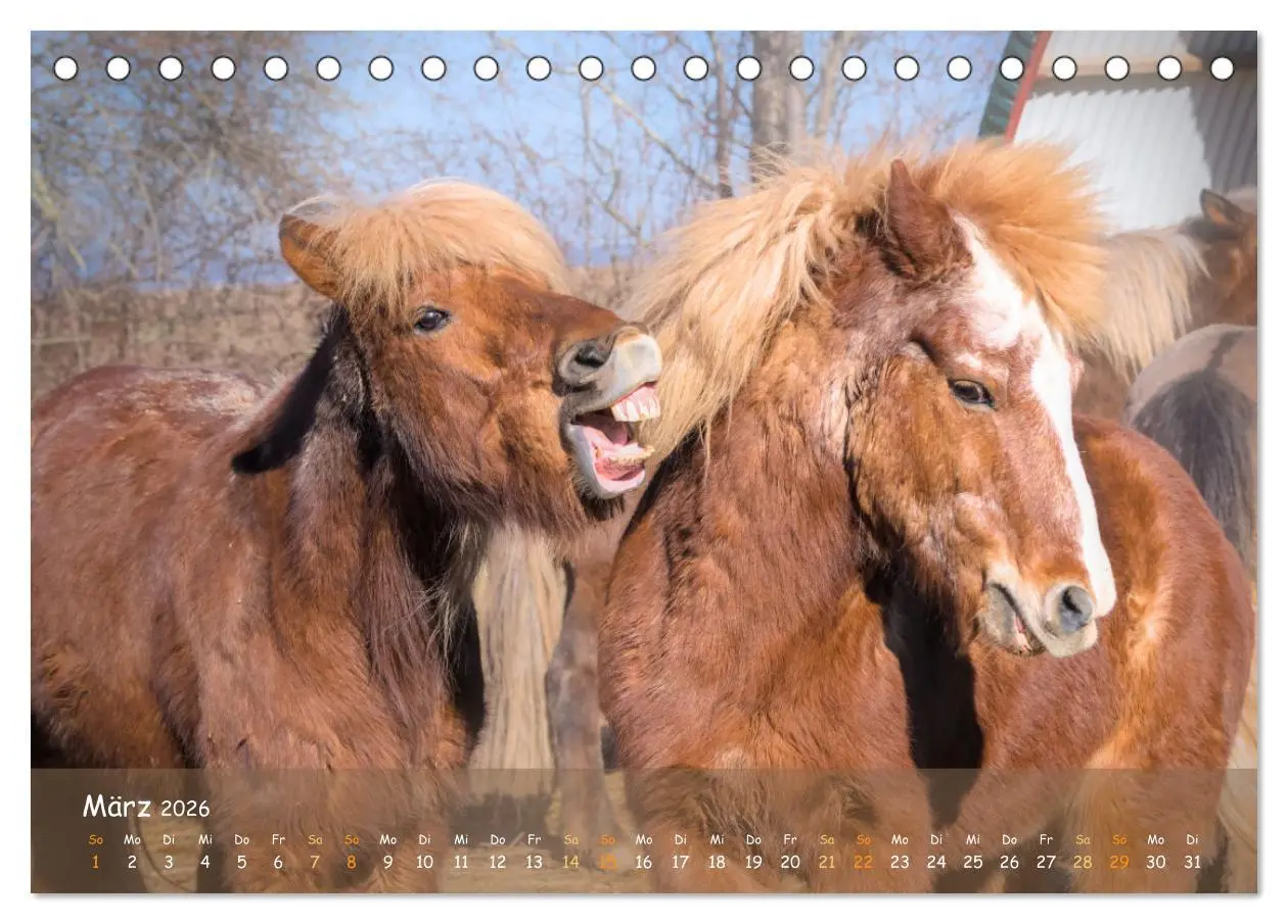 Bild: 9783457521250 | Verspielte Islandpferde Kopf an Kopf (Tischkalender 2026 DIN A5...