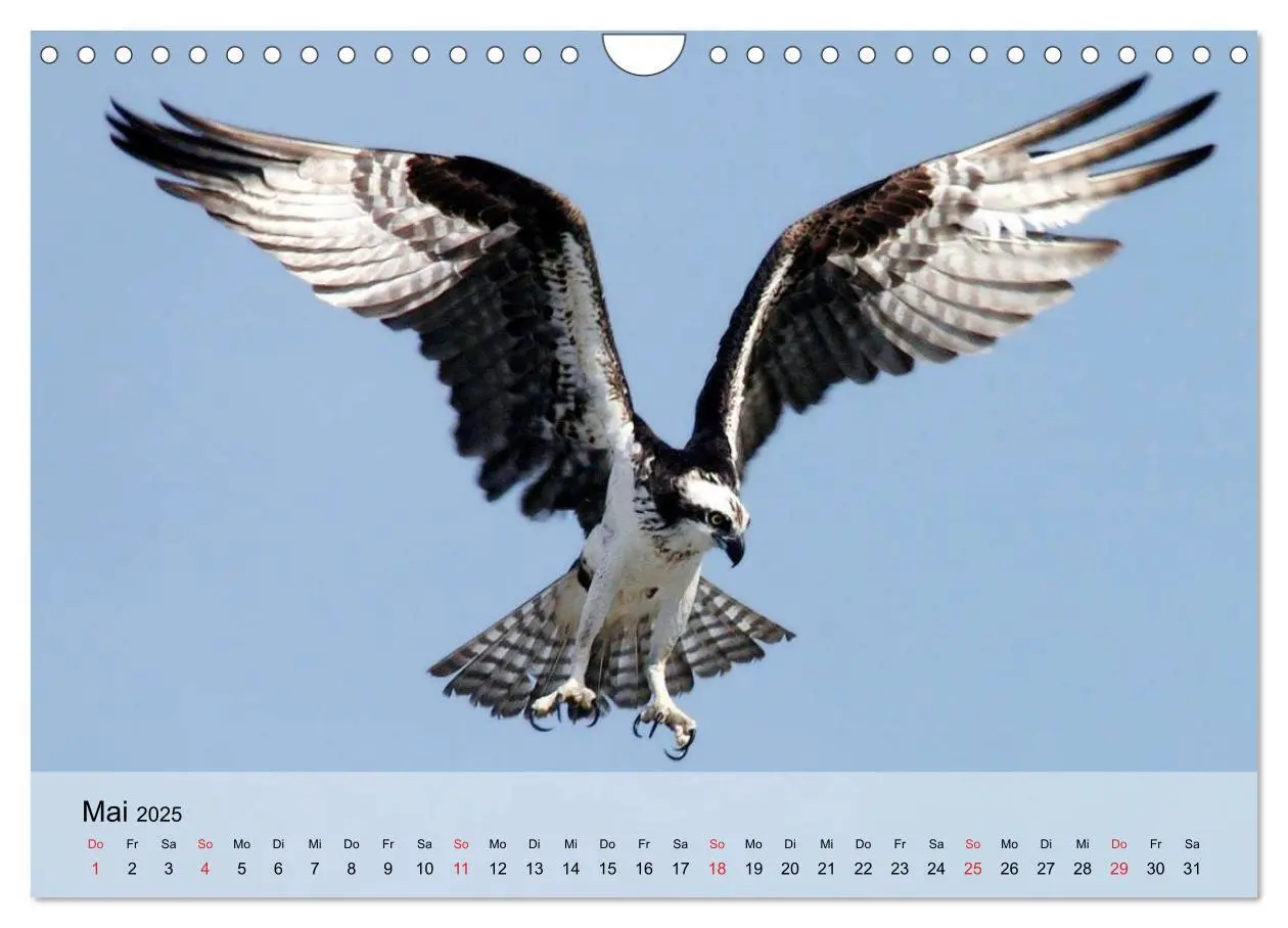 Bild: 9783435651450 | Falken und Greifvögel. Edle Jäger (Wandkalender 2025 DIN A4 quer),...