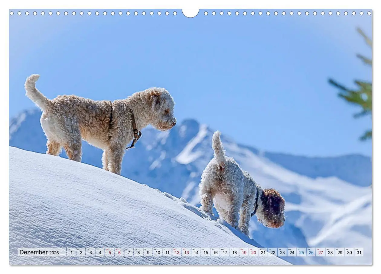 Bild: 9783457811450 | Lagotto Romagnolo in den Alpen 2026 (Wandkalender 2026 DIN A3...