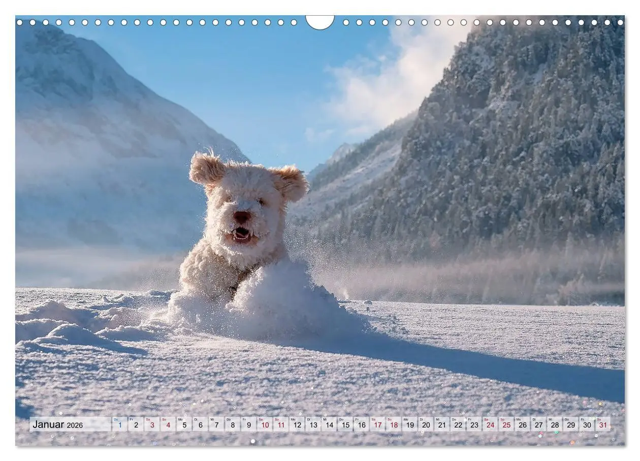 Bild: 9783457811450 | Lagotto Romagnolo in den Alpen 2026 (Wandkalender 2026 DIN A3...