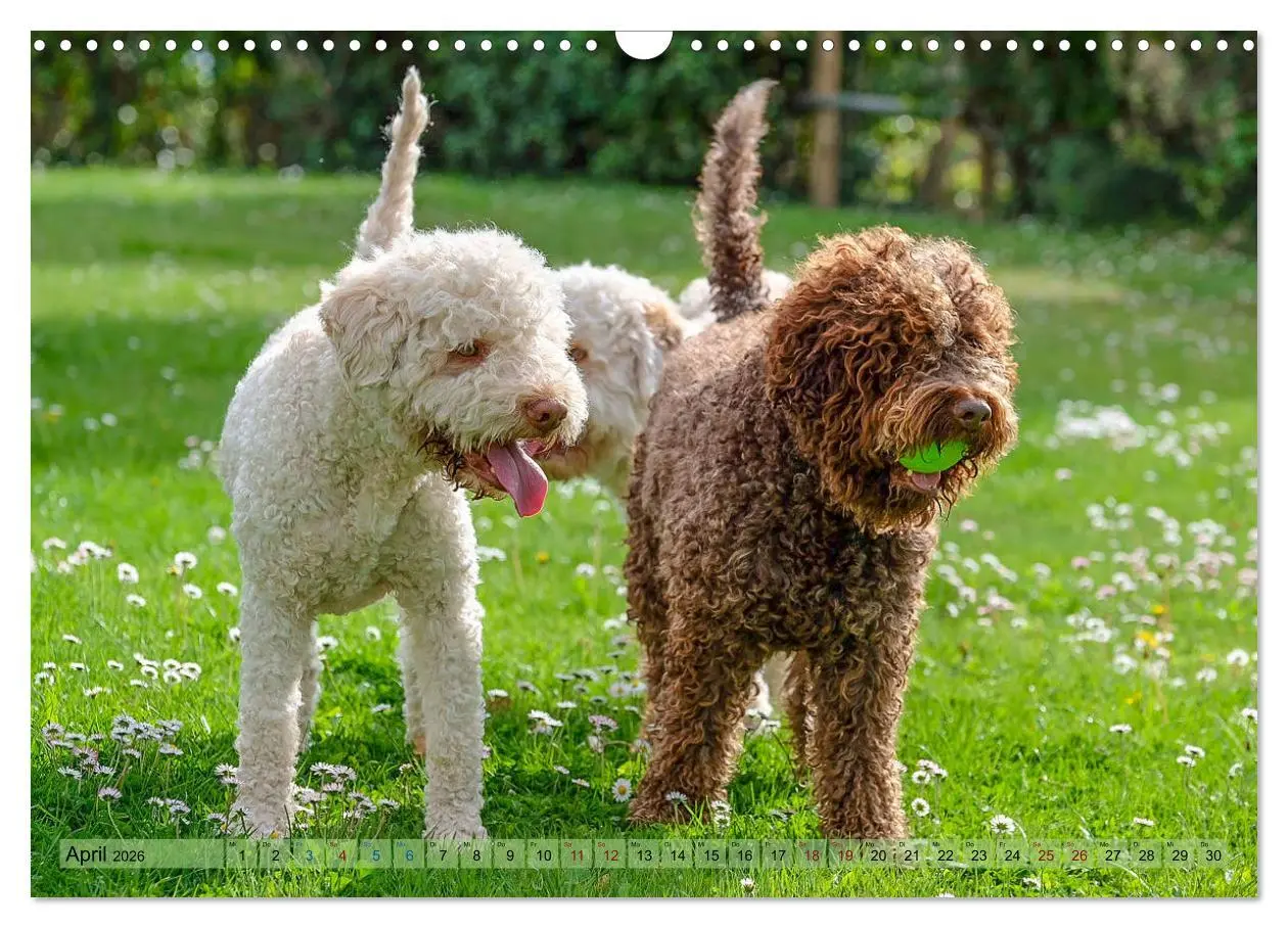 Bild: 9783457811450 | Lagotto Romagnolo in den Alpen 2026 (Wandkalender 2026 DIN A3...
