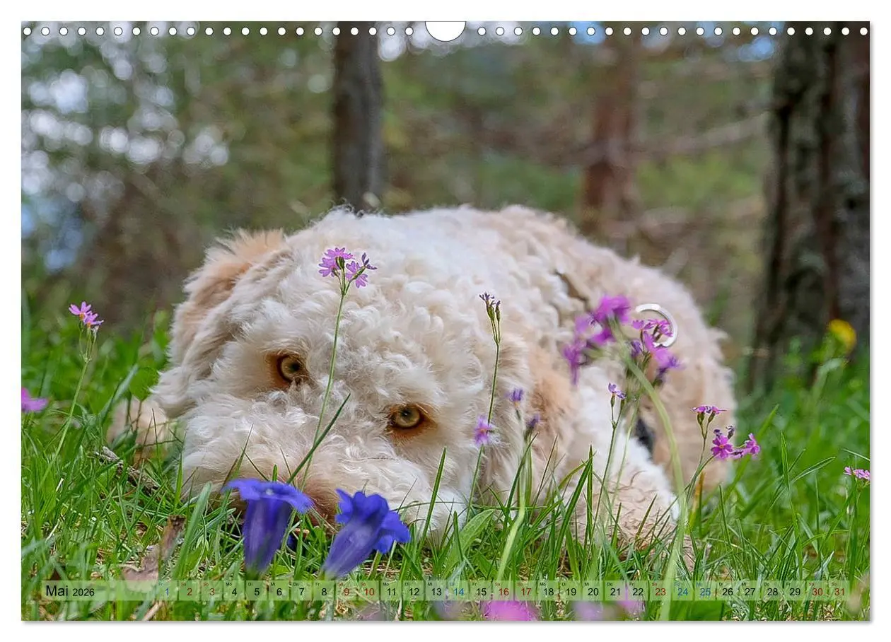 Bild: 9783457811450 | Lagotto Romagnolo in den Alpen 2026 (Wandkalender 2026 DIN A3...