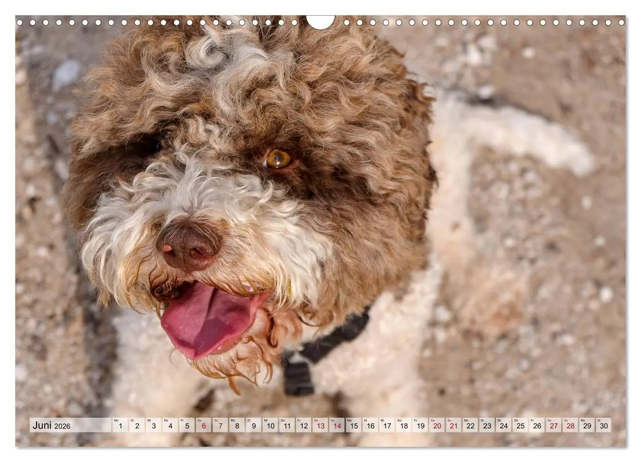 Bild: 9783457811450 | Lagotto Romagnolo in den Alpen 2026 (Wandkalender 2026 DIN A3...