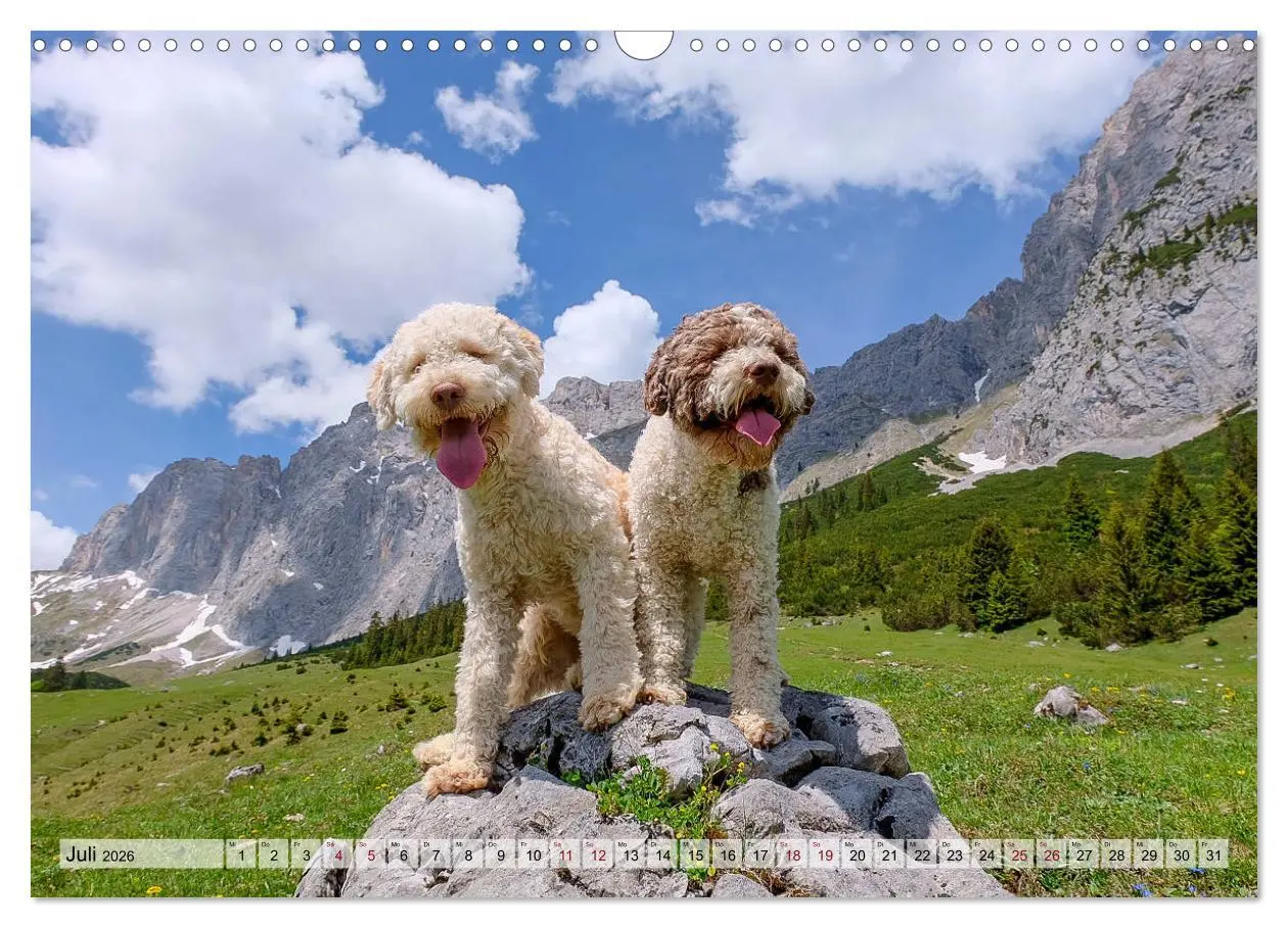 Bild: 9783457811450 | Lagotto Romagnolo in den Alpen 2026 (Wandkalender 2026 DIN A3...