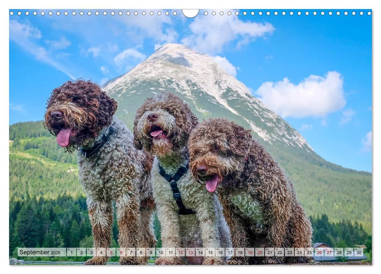 Bild: 9783457811450 | Lagotto Romagnolo in den Alpen 2026 (Wandkalender 2026 DIN A3...