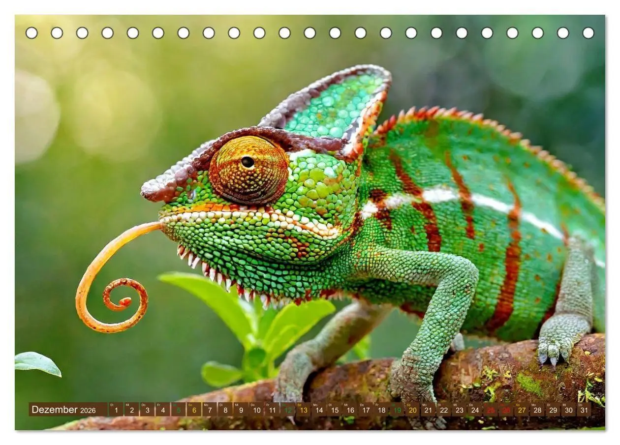 Bild: 9783516691450 | Chamäleon - exotisches Reptil (Tischkalender 2026 DIN A5 quer),...