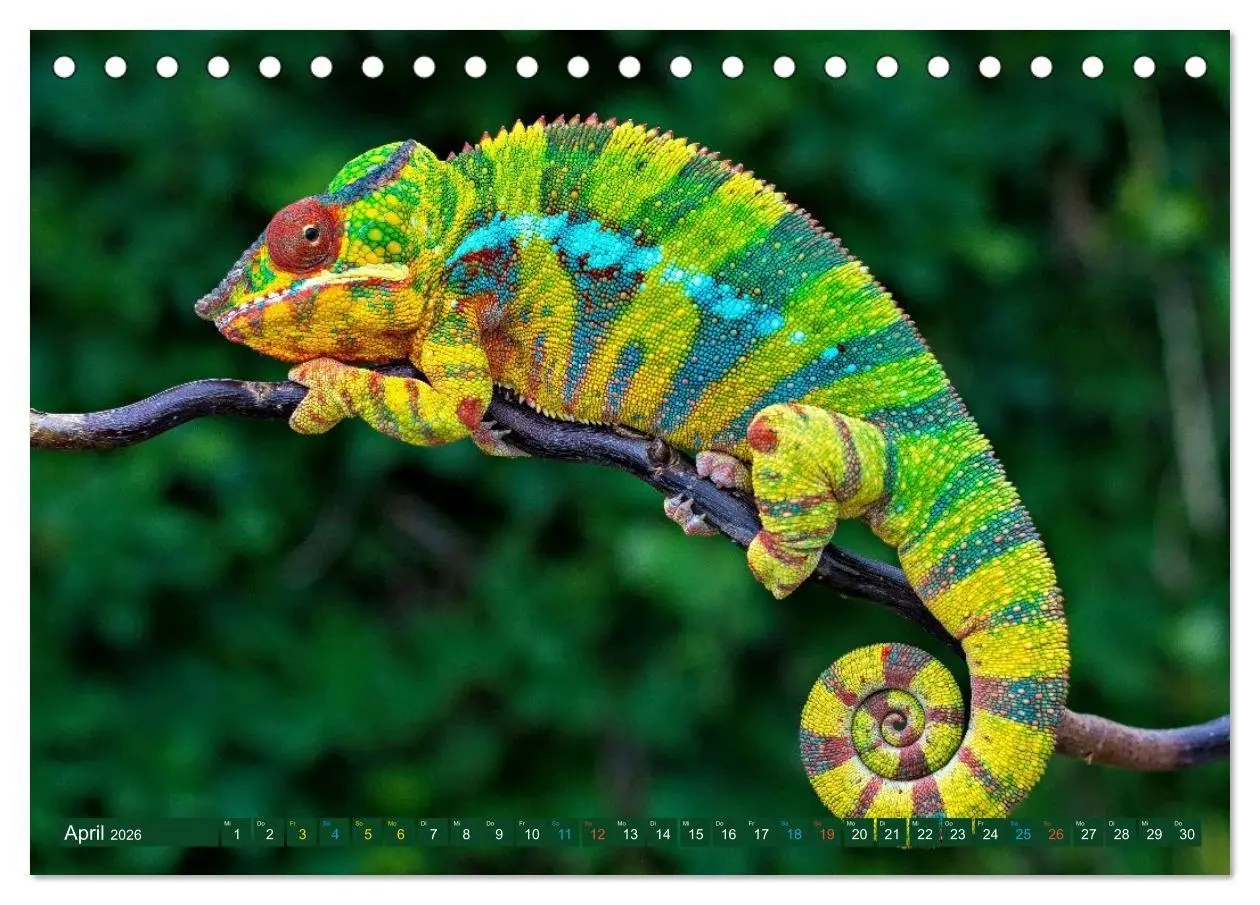 Bild: 9783516691450 | Chamäleon - exotisches Reptil (Tischkalender 2026 DIN A5 quer),...