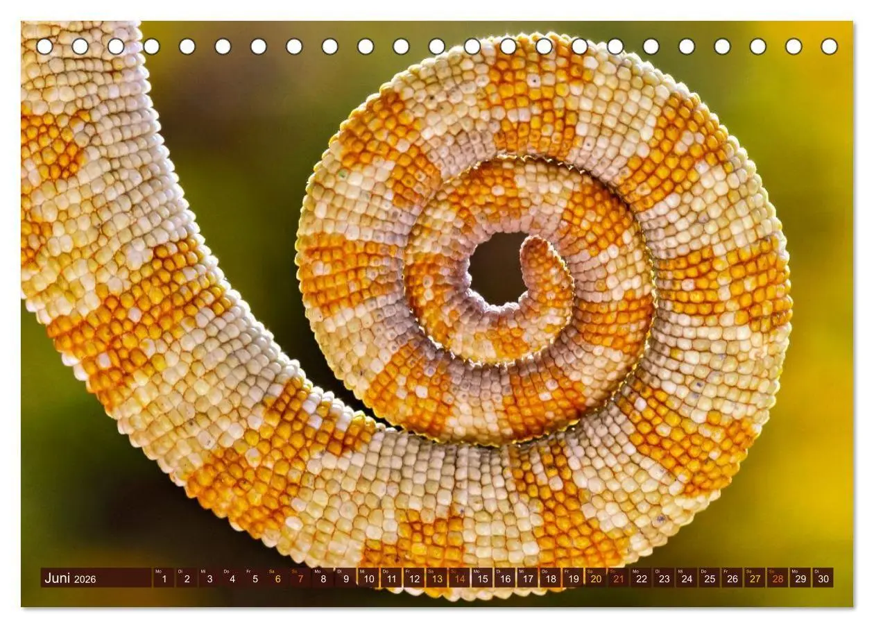 Bild: 9783516691450 | Chamäleon - exotisches Reptil (Tischkalender 2026 DIN A5 quer),...