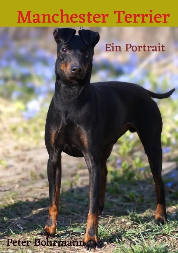 Cover: 9783819791550 | Manchester Terrier | Ein Portrait. DE | Peter Bohrmann | Taschenbuch