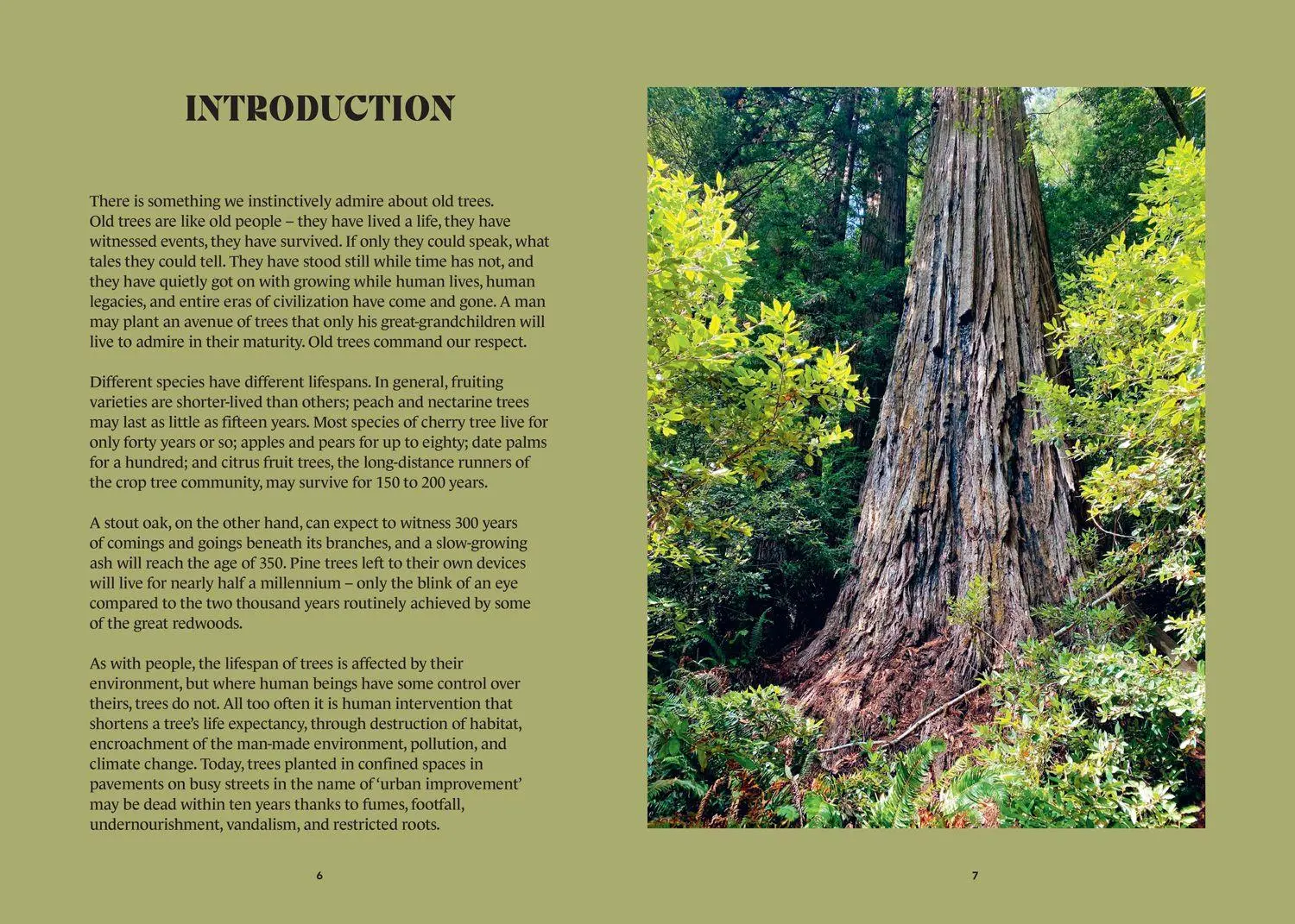 Bild: 9780008791650 | The History Trees | Extraordinary Tales of Trees Through Time | Salter