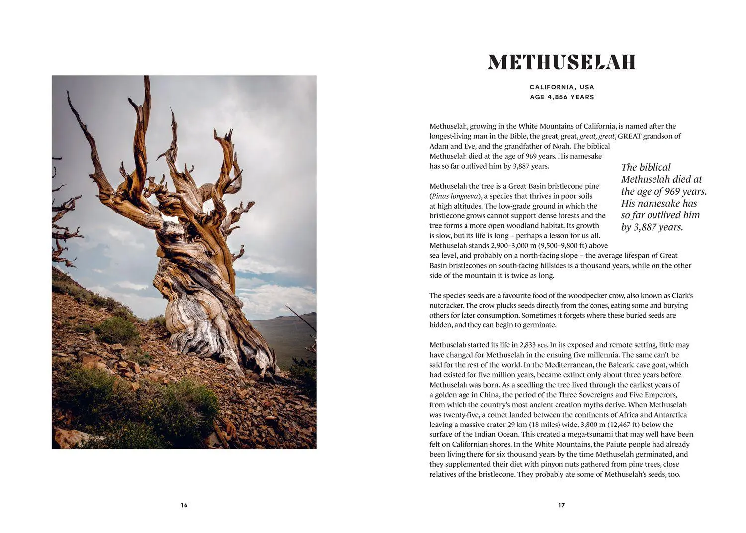Bild: 9780008791650 | The History Trees | Extraordinary Tales of Trees Through Time | Salter