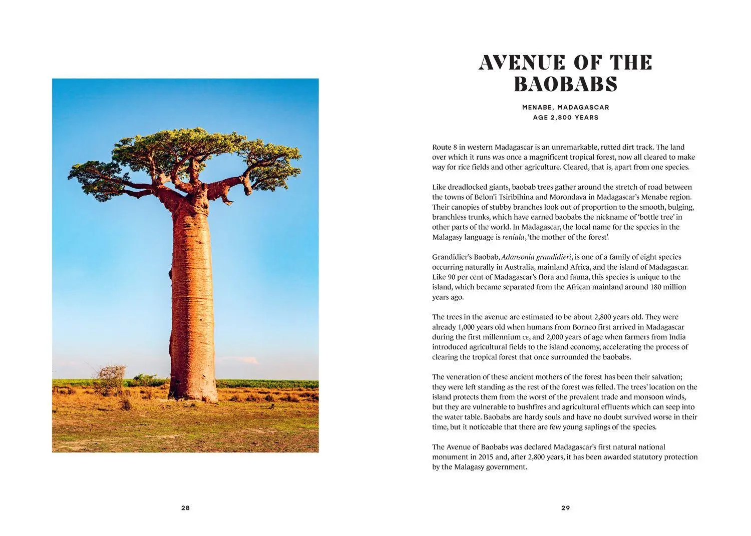 Bild: 9780008791650 | The History Trees | Extraordinary Tales of Trees Through Time | Salter