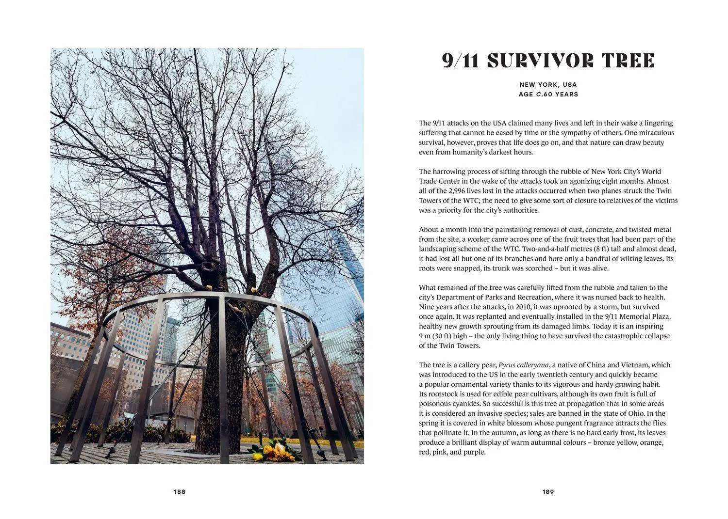 Bild: 9780008791650 | The History Trees | Extraordinary Tales of Trees Through Time | Salter