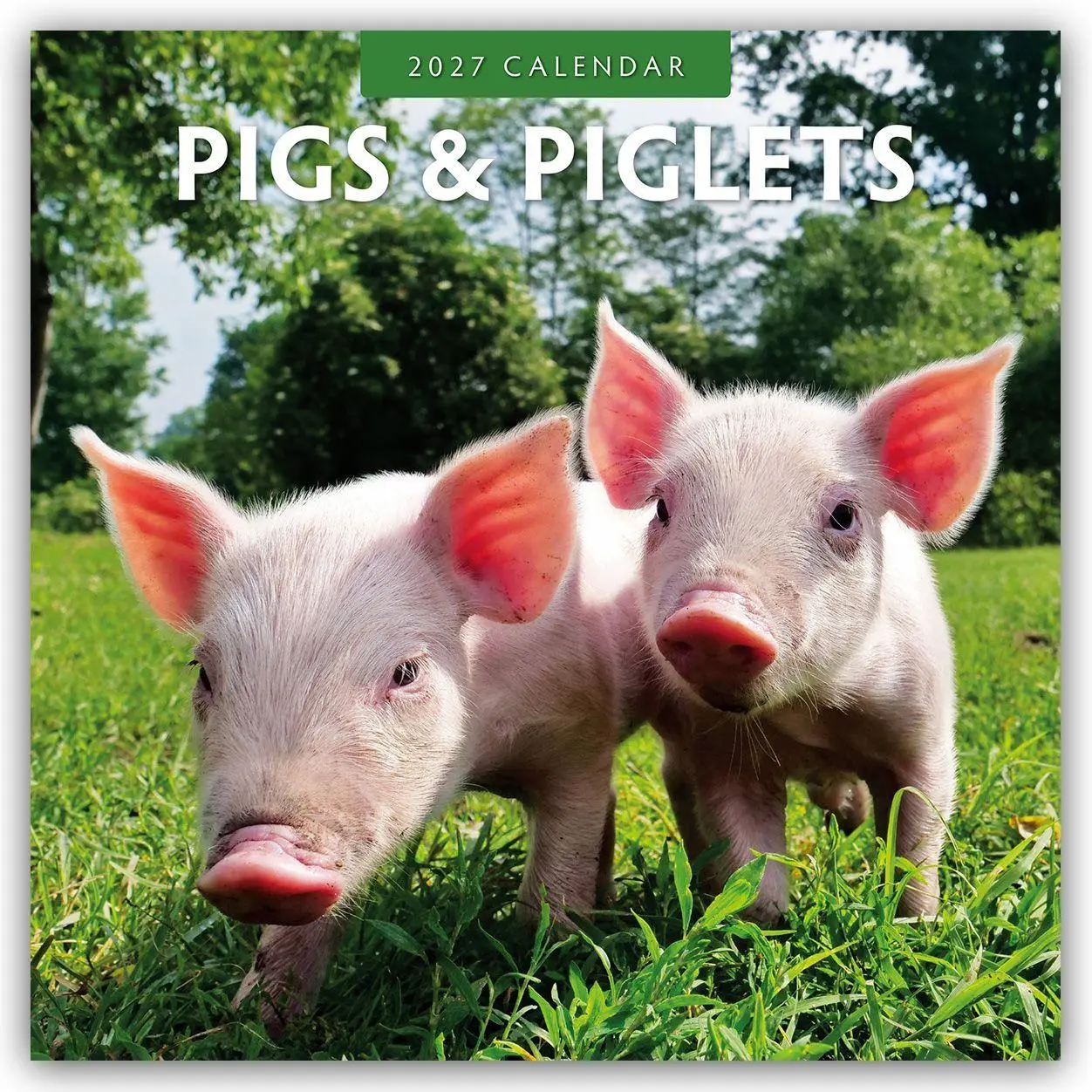 Cover: 9781837011650 | Pigs &amp; Piglets - Schweine &amp; Ferkel 2027 - 16-Monatskalender | Red