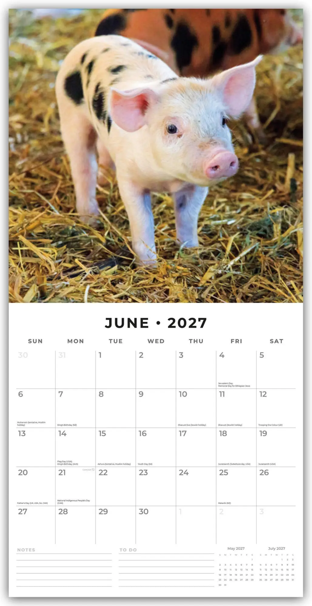 Bild: 9781837011650 | Pigs &amp; Piglets - Schweine &amp; Ferkel 2027 - 16-Monatskalender | Red