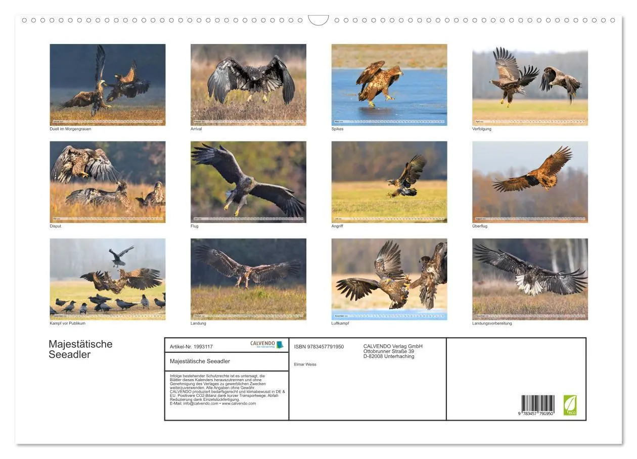 Bild: 9783457791950 | Majestätische Seeadler (Wandkalender 2026 DIN A2 quer), CALVENDO...