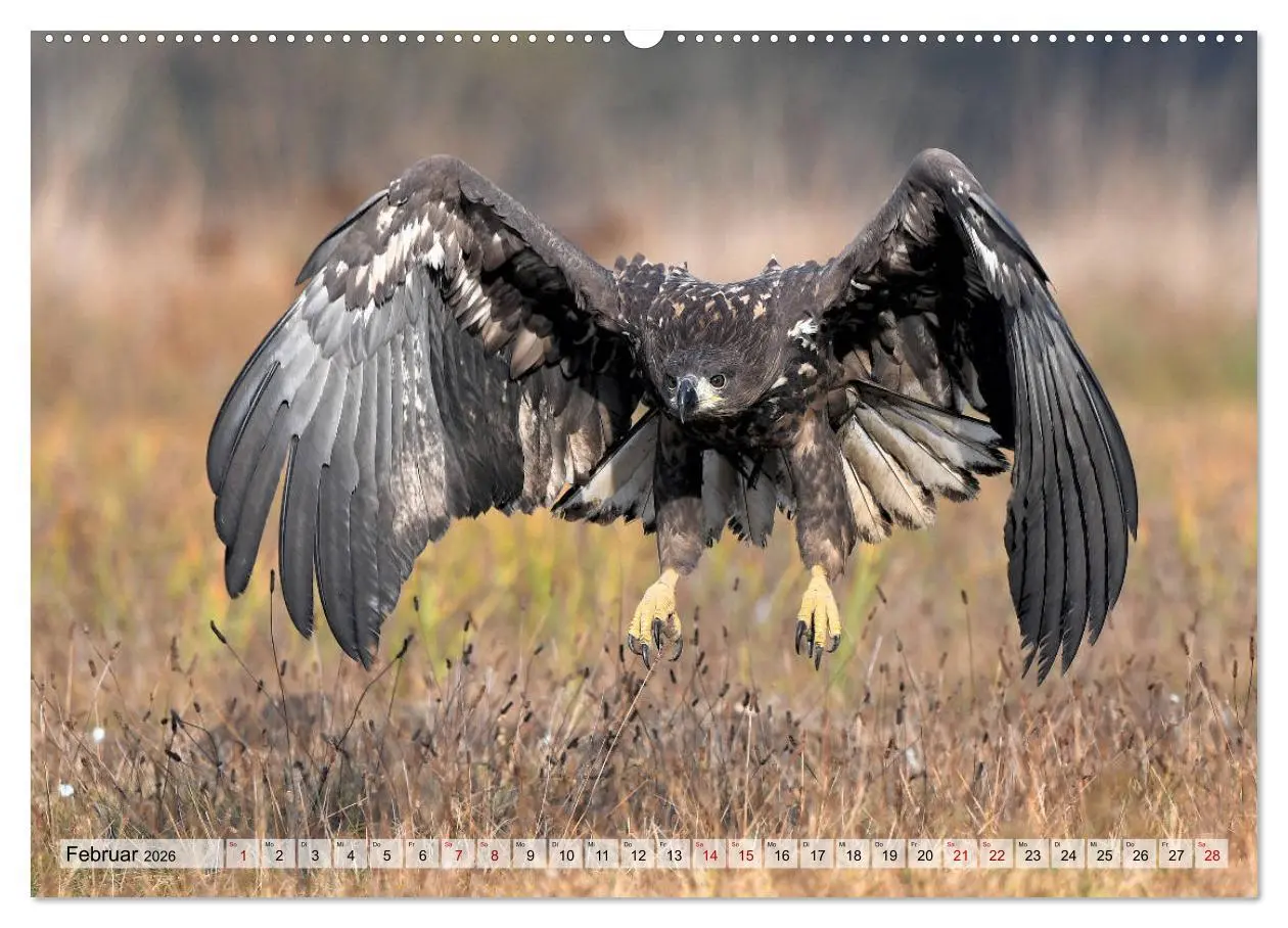 Bild: 9783457791950 | Majestätische Seeadler (Wandkalender 2026 DIN A2 quer), CALVENDO...