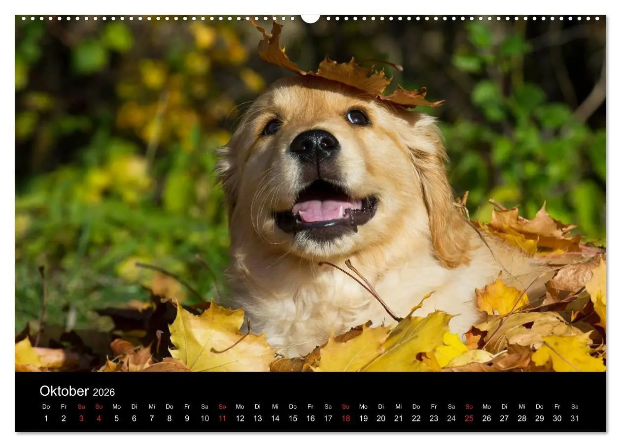 Bild: 9783516191950 | Golden Retriever - Ein Herz auf 4 Pfoten (hochwertiger Premium...