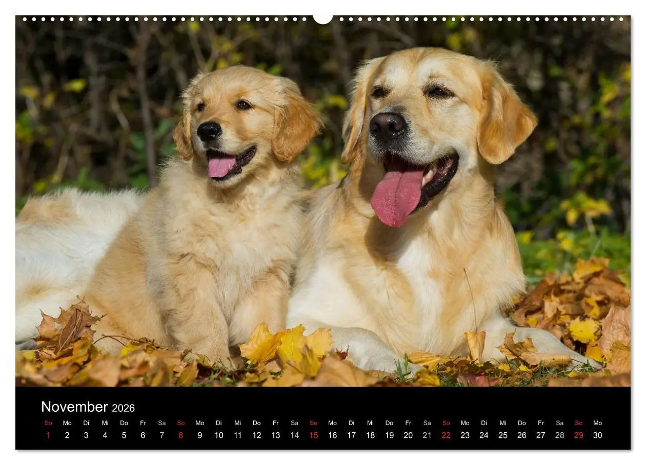 Bild: 9783516191950 | Golden Retriever - Ein Herz auf 4 Pfoten (hochwertiger Premium...