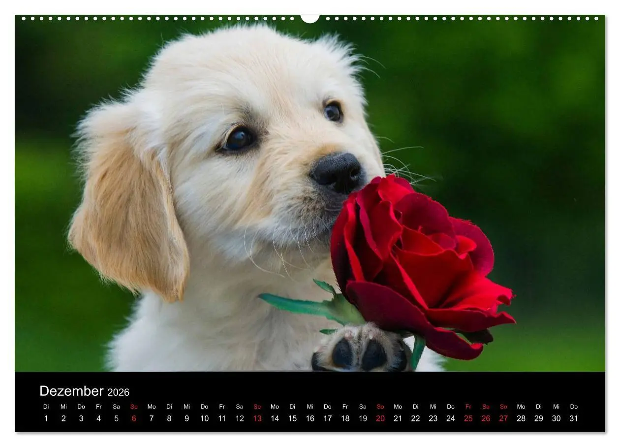 Bild: 9783516191950 | Golden Retriever - Ein Herz auf 4 Pfoten (hochwertiger Premium...