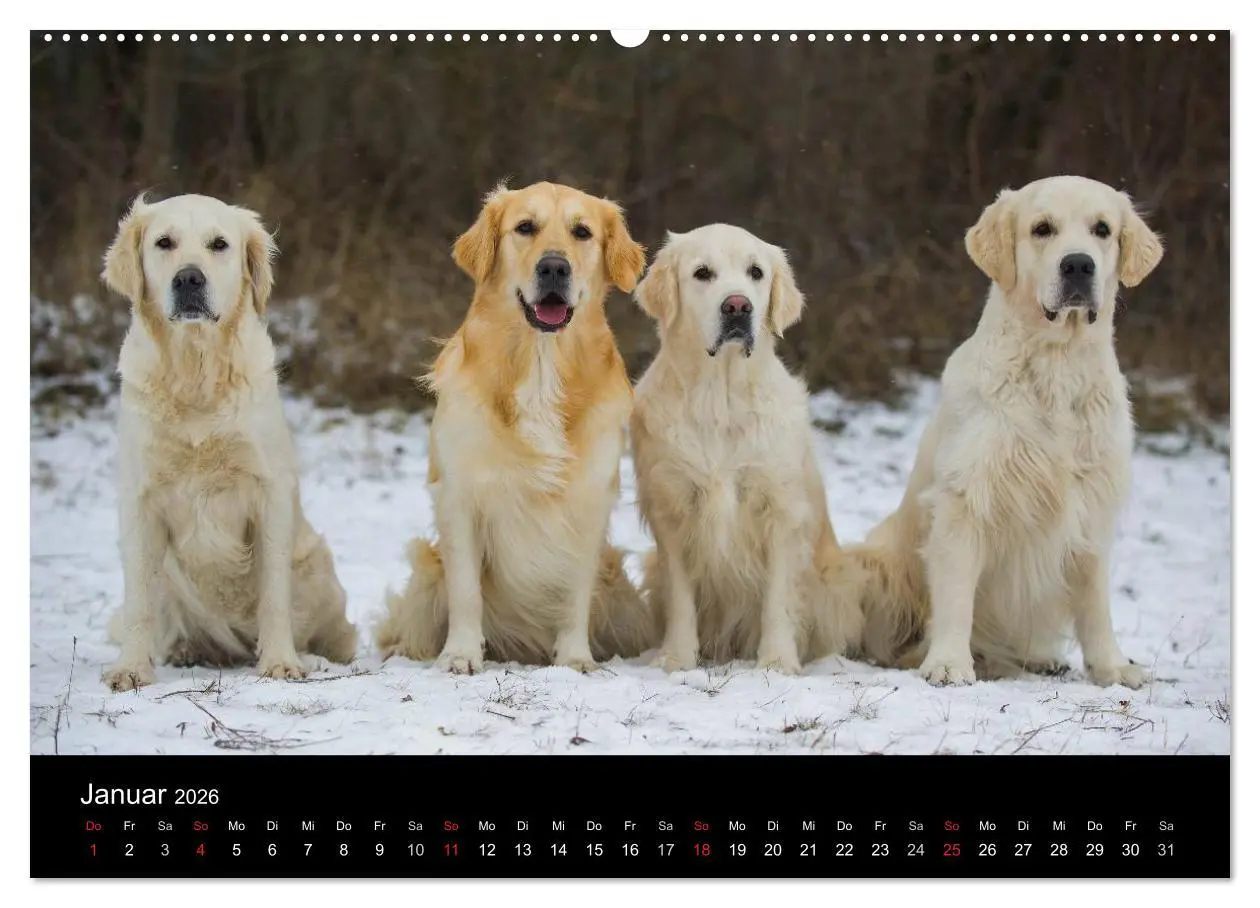 Bild: 9783516191950 | Golden Retriever - Ein Herz auf 4 Pfoten (hochwertiger Premium...