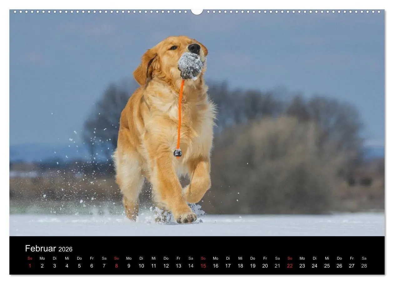 Bild: 9783516191950 | Golden Retriever - Ein Herz auf 4 Pfoten (hochwertiger Premium...