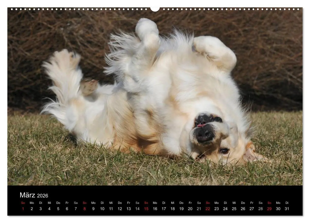Bild: 9783516191950 | Golden Retriever - Ein Herz auf 4 Pfoten (hochwertiger Premium...