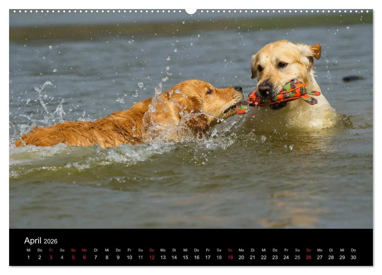 Bild: 9783516191950 | Golden Retriever - Ein Herz auf 4 Pfoten (hochwertiger Premium...