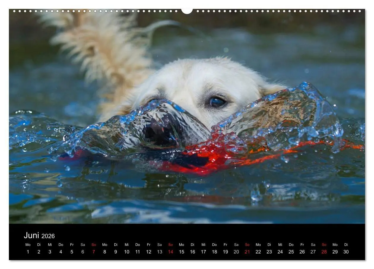 Bild: 9783516191950 | Golden Retriever - Ein Herz auf 4 Pfoten (hochwertiger Premium...