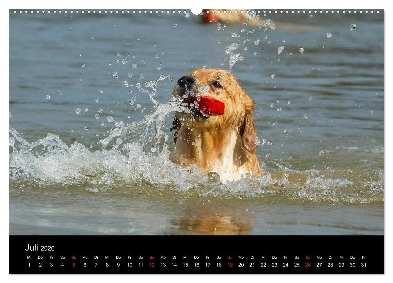 Bild: 9783516191950 | Golden Retriever - Ein Herz auf 4 Pfoten (hochwertiger Premium...