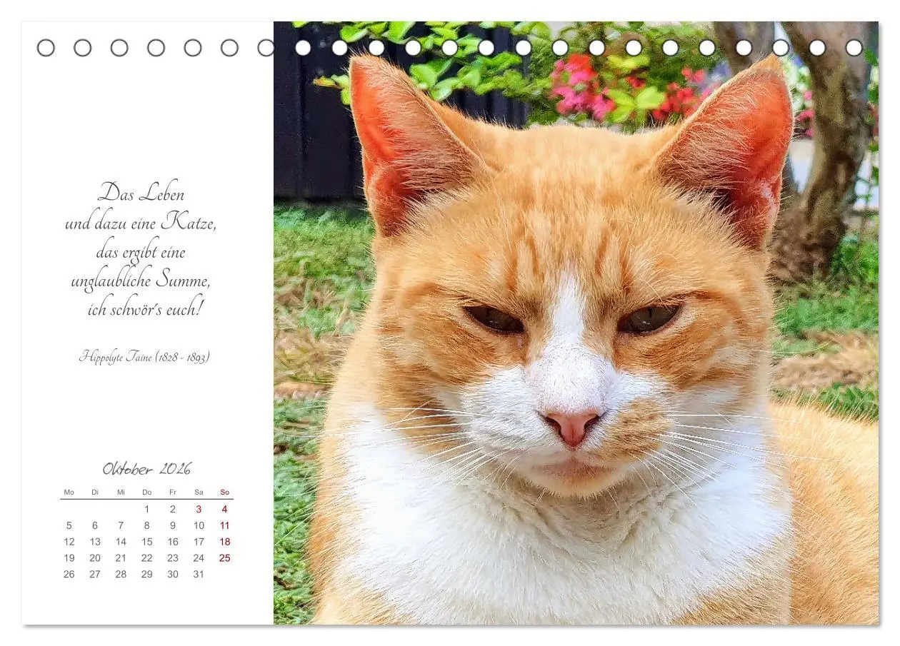 Bild: 9783457442050 | Catlovers - Ein Jahr voller Samtpfoten und charmanten Weisheiten...