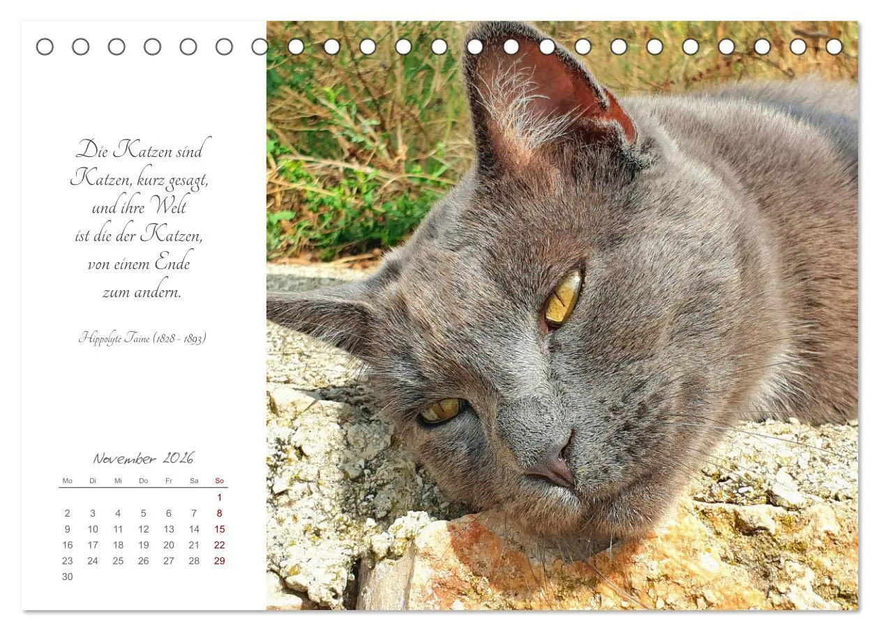 Bild: 9783457442050 | Catlovers - Ein Jahr voller Samtpfoten und charmanten Weisheiten...