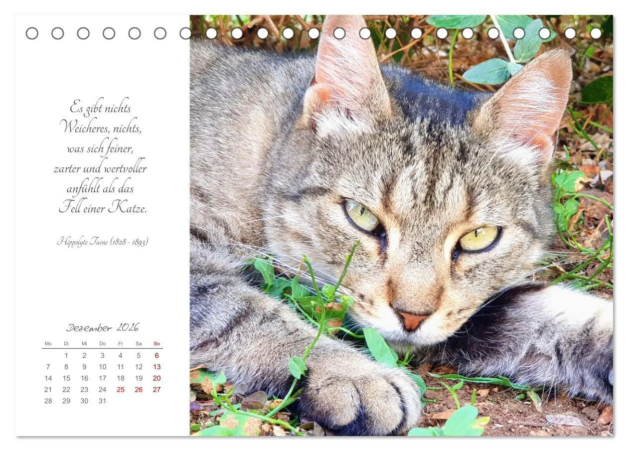 Bild: 9783457442050 | Catlovers - Ein Jahr voller Samtpfoten und charmanten Weisheiten...