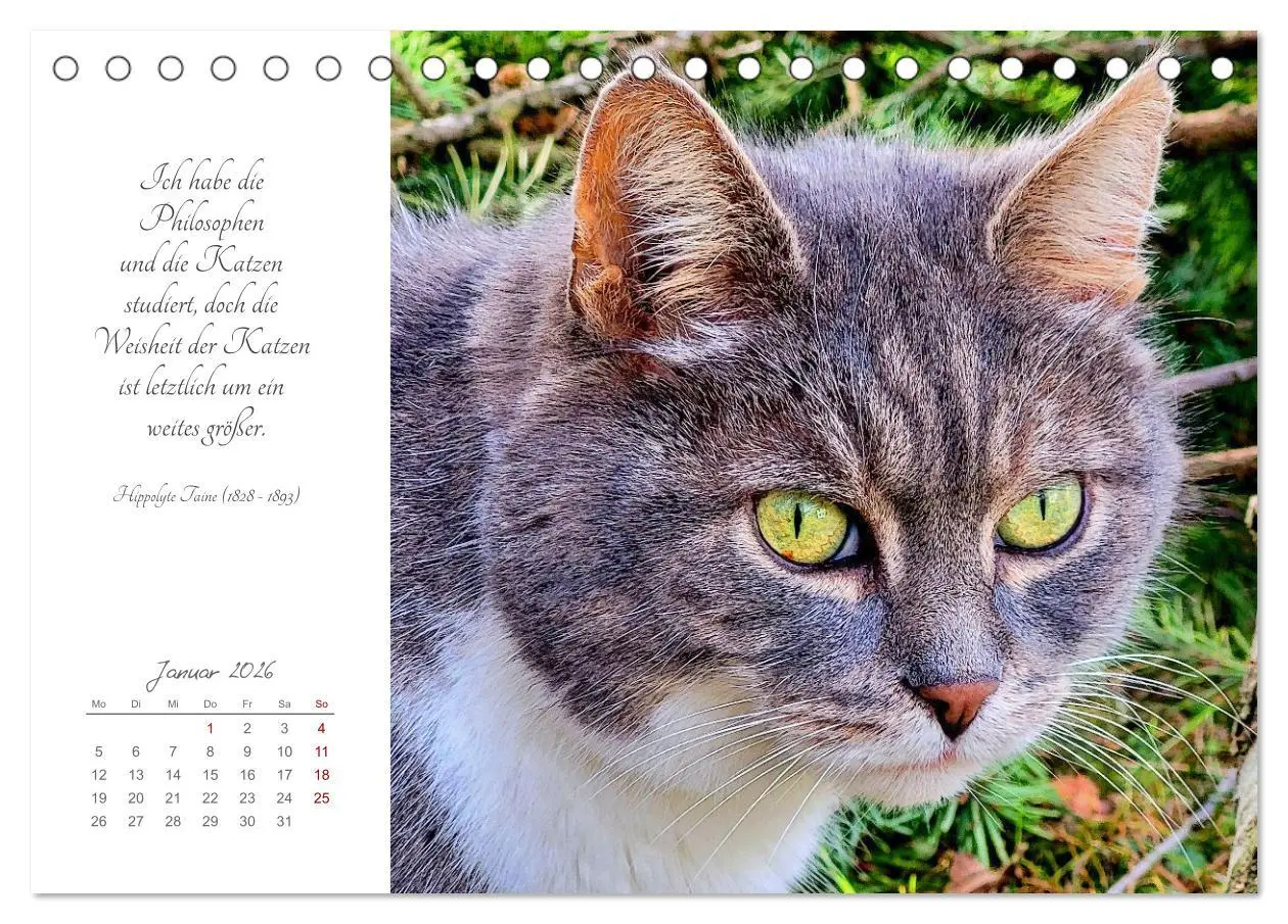 Bild: 9783457442050 | Catlovers - Ein Jahr voller Samtpfoten und charmanten Weisheiten...