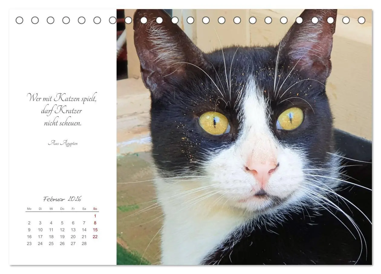 Bild: 9783457442050 | Catlovers - Ein Jahr voller Samtpfoten und charmanten Weisheiten...