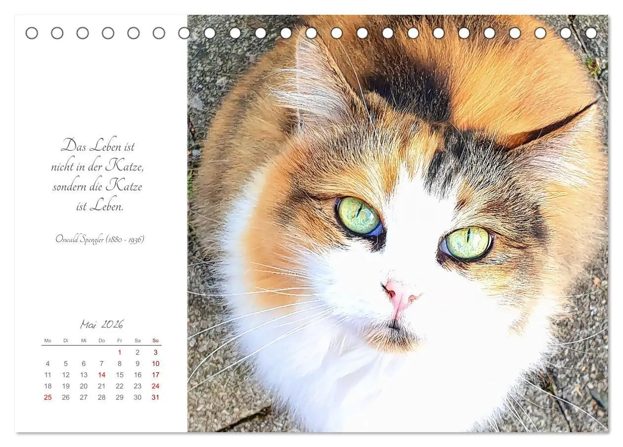 Bild: 9783457442050 | Catlovers - Ein Jahr voller Samtpfoten und charmanten Weisheiten...