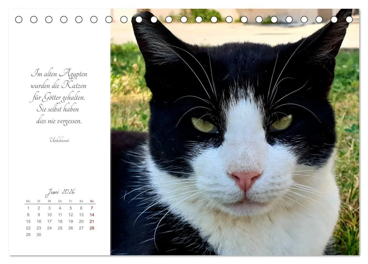 Bild: 9783457442050 | Catlovers - Ein Jahr voller Samtpfoten und charmanten Weisheiten...