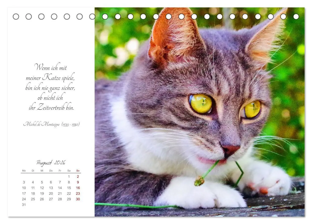 Bild: 9783457442050 | Catlovers - Ein Jahr voller Samtpfoten und charmanten Weisheiten...