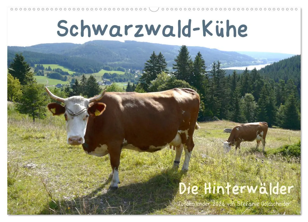 Cover: 9783457812150 | Schwarzwald-Kühe - Die Hinterwälder (Wandkalender 2026 DIN A2...