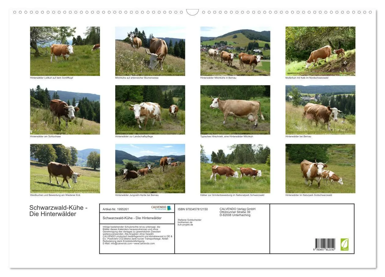 Bild: 9783457812150 | Schwarzwald-Kühe - Die Hinterwälder (Wandkalender 2026 DIN A2...