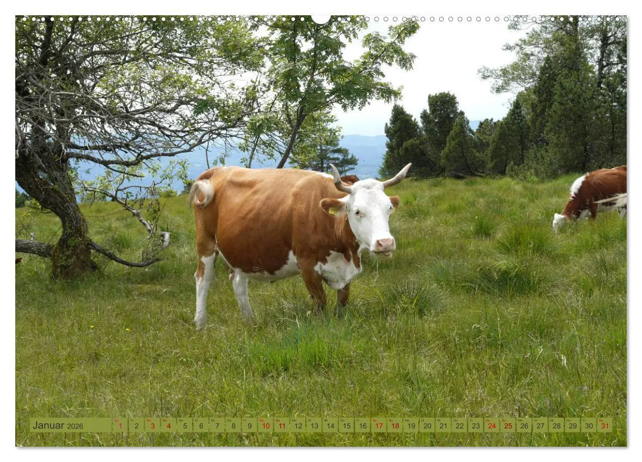 Bild: 9783457812150 | Schwarzwald-Kühe - Die Hinterwälder (Wandkalender 2026 DIN A2...