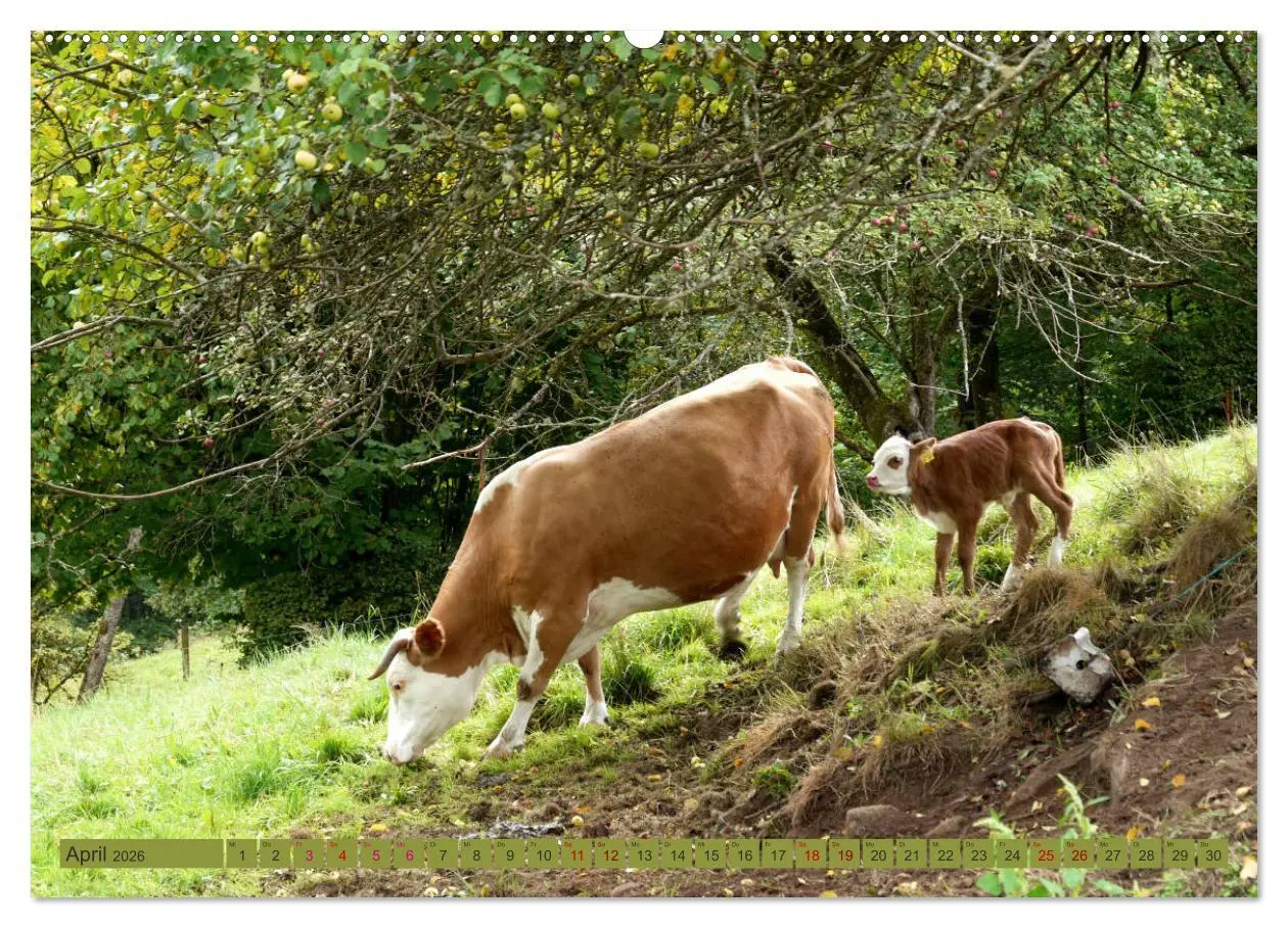 Bild: 9783457812150 | Schwarzwald-Kühe - Die Hinterwälder (Wandkalender 2026 DIN A2...