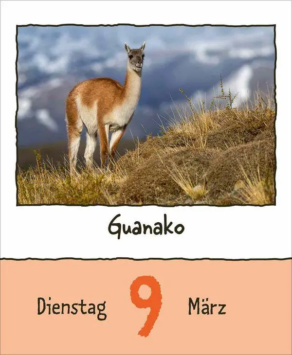 Bild: 9783819302350 | Tierisch unterwegs 2027 | Korsch Verlag | Kalender | 328 S. | Deutsch