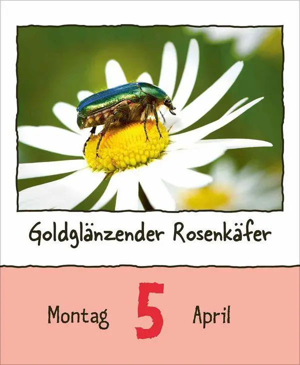 Bild: 9783819302350 | Tierisch unterwegs 2027 | Korsch Verlag | Kalender | 328 S. | Deutsch