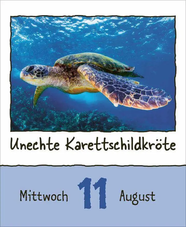 Bild: 9783819302350 | Tierisch unterwegs 2027 | Korsch Verlag | Kalender | 328 S. | Deutsch