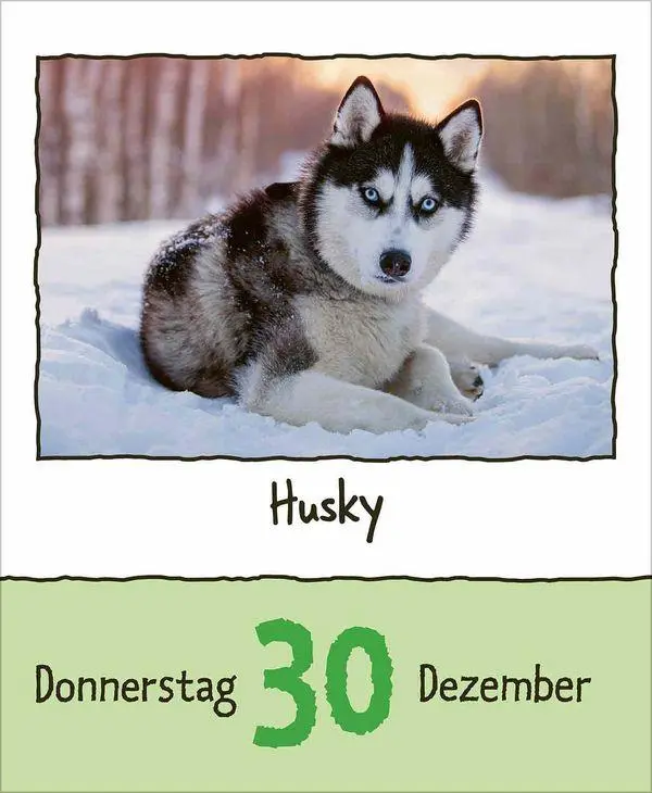 Bild: 9783819302350 | Tierisch unterwegs 2027 | Korsch Verlag | Kalender | 328 S. | Deutsch
