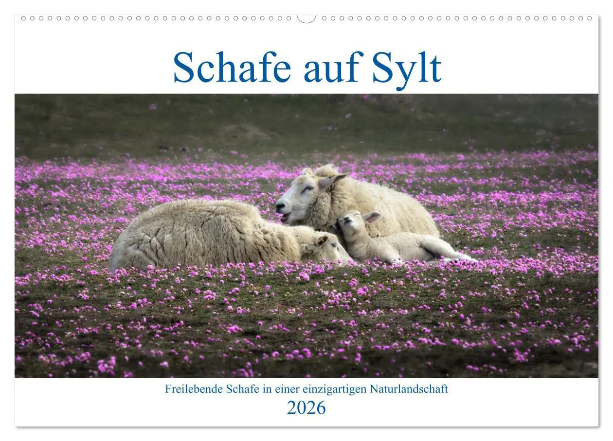 Cover: 9783457632550 | Schafe auf Sylt (Wandkalender 2026 DIN A2 quer), CALVENDO...